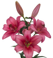 Merlingh Nyhed 2026 PÅ LAGER TIL FEBRUAR KAN BESTILLES NU